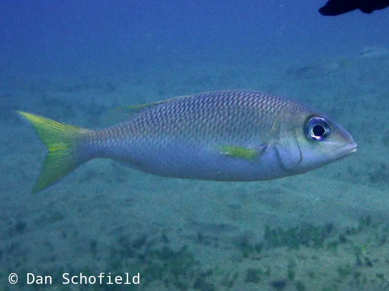 Image of Pale monocle bream