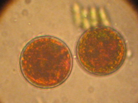 Image of Haematococcus