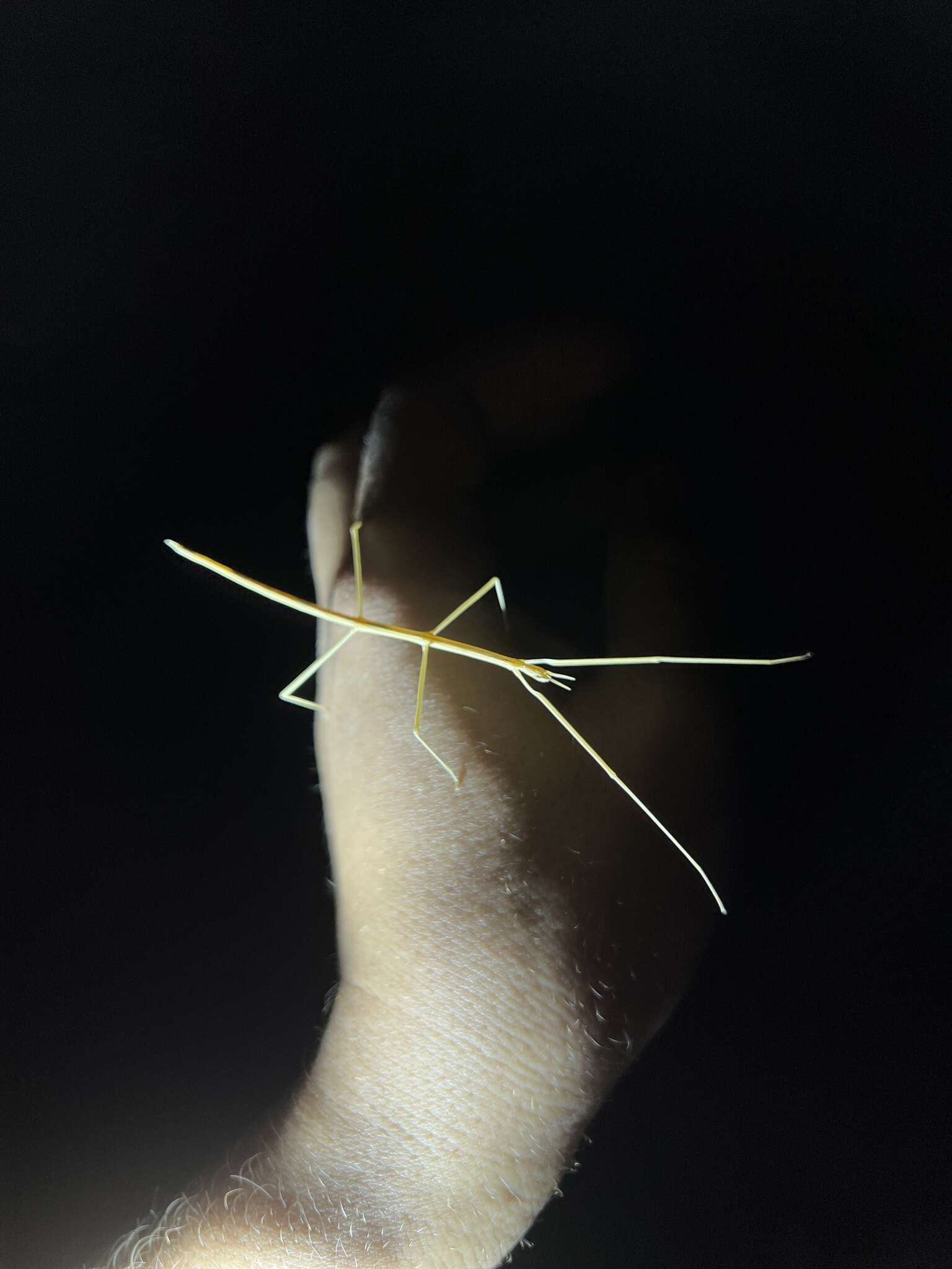 Image of Western Short-horn Walkingstick