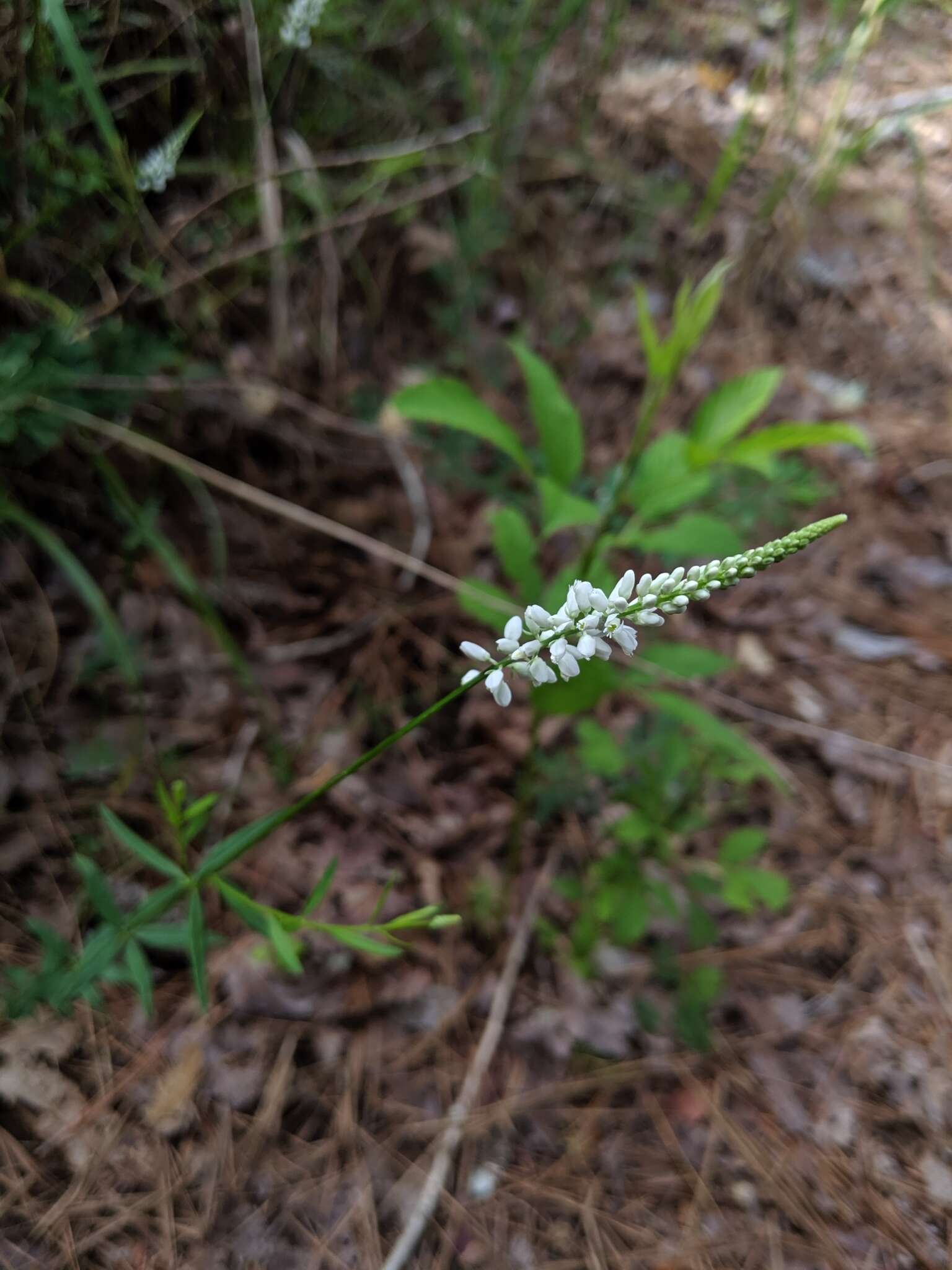 Polygala boykinii Nutt.的圖片