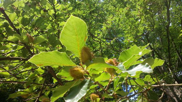 Слика од Fagus orientalis Lipsky