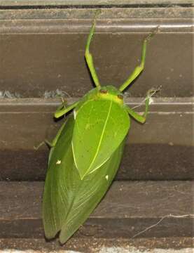 Image of Bullacris membracioides (Walker & F. 1870)