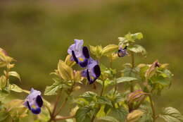 Image de Torenia fournieri Linden ex E. Fourn.