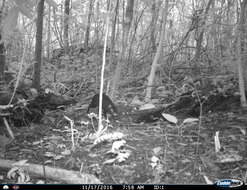 Image of Mexican Agouti