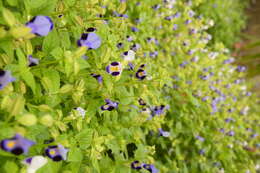 Image de Torenia fournieri Linden ex E. Fourn.