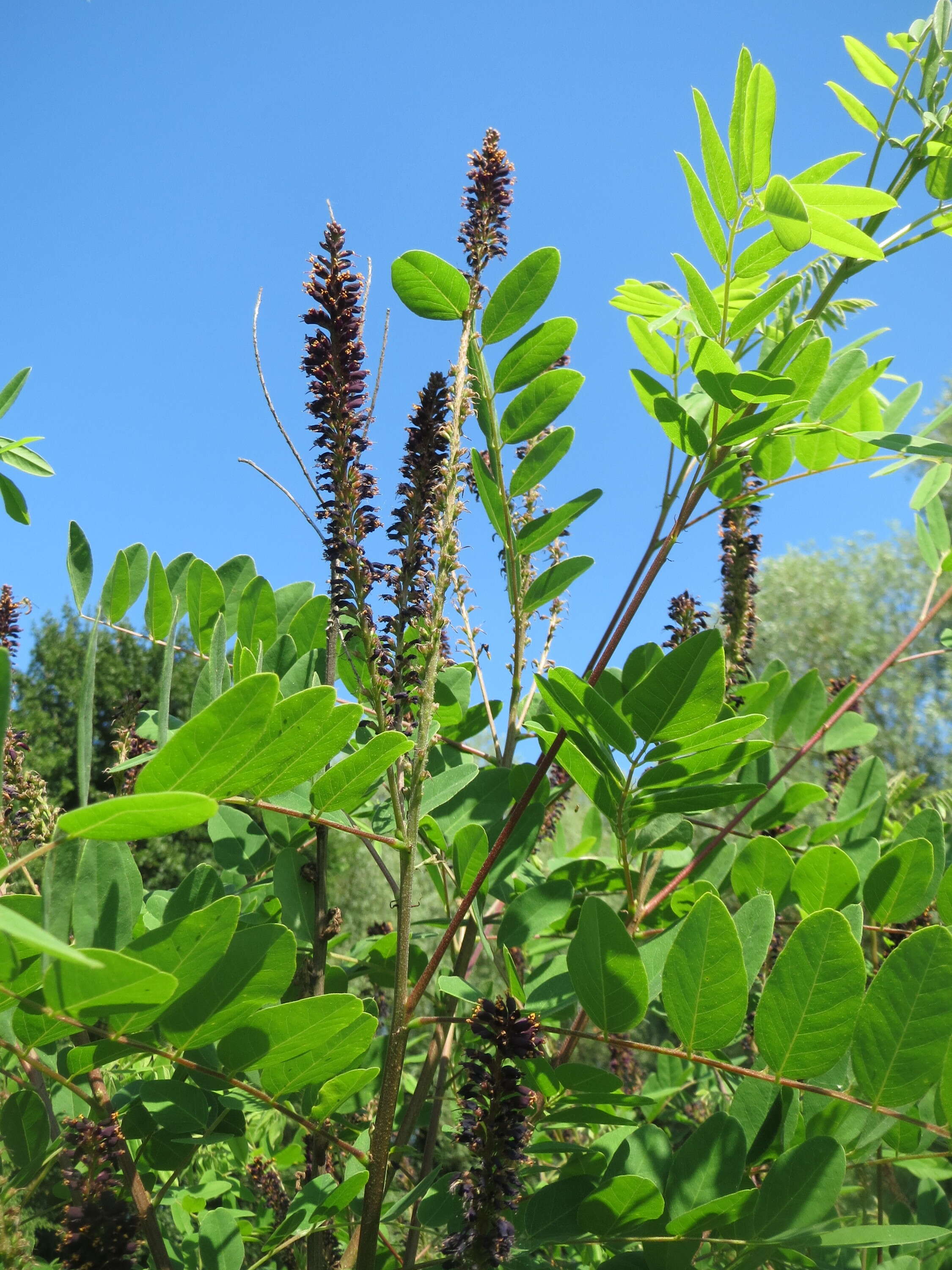 Image of desert false indigo