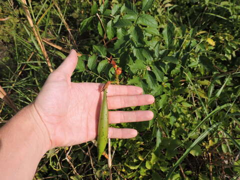 Image of trumpet creeper