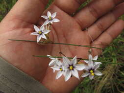 Sisyrinchium scariosum I. M. Johnst.的圖片