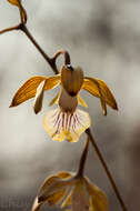 Image of Encyclia trachycarpa (Lindl.) Schltr.