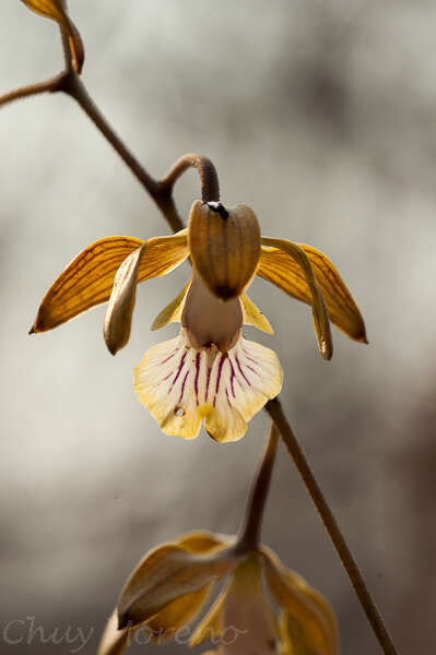 Image of Encyclia trachycarpa (Lindl.) Schltr.