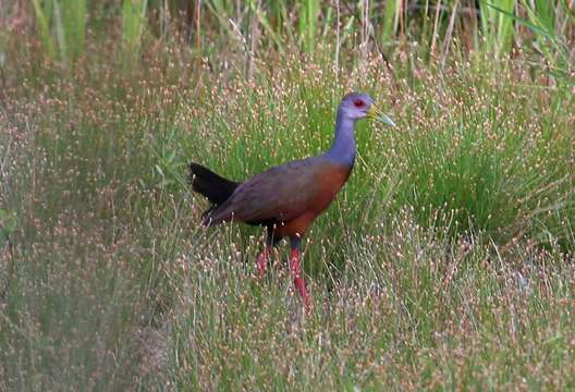 Image of Grey-cowled Wood Rail