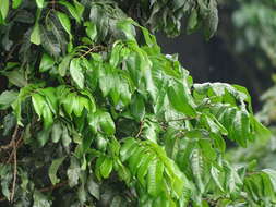 Image of dimocarpus