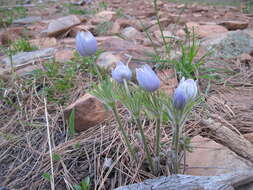 Image of Eastern Pasque Flower