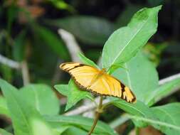 Image of Dryas