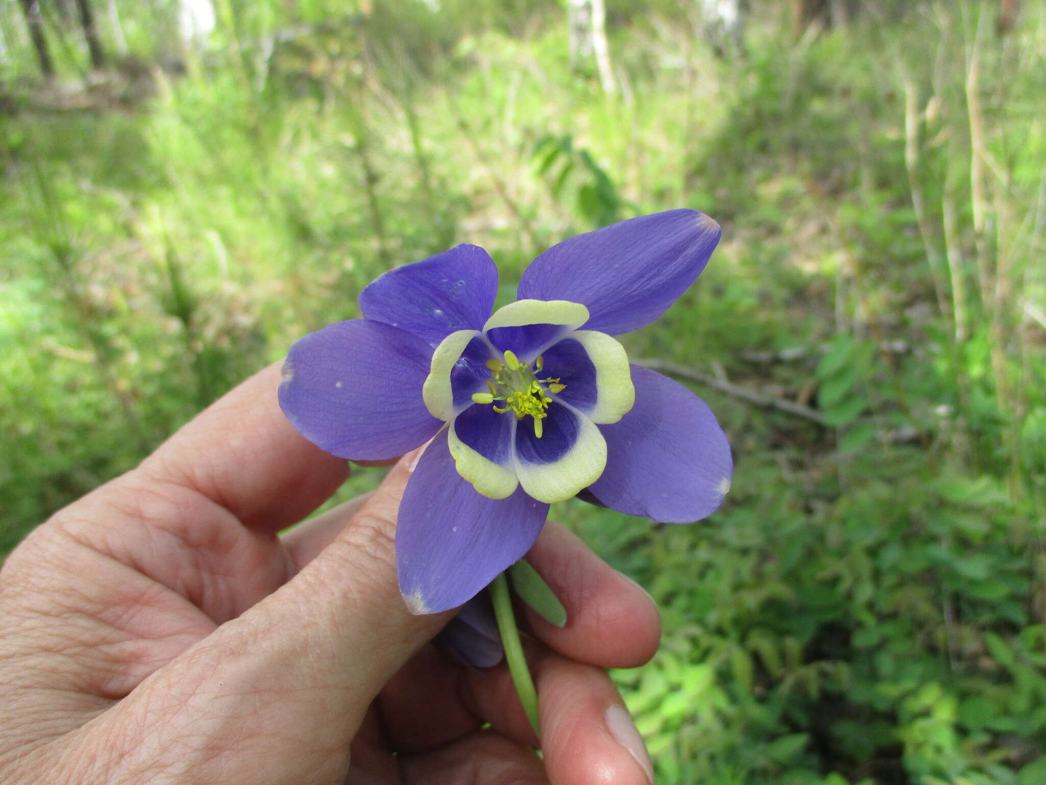 Aquilegia sibirica Lam. resmi