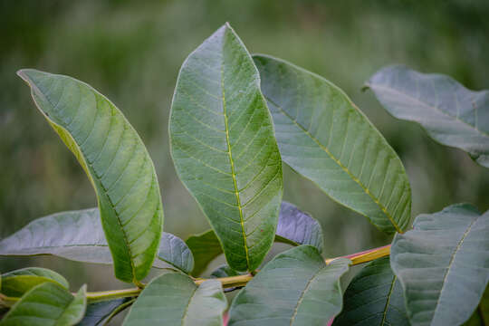 Image of guava