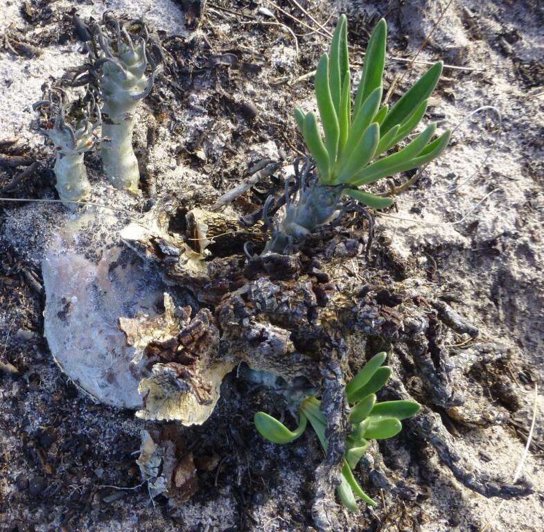 Imagem de Tylecodon grandiflorus (Burm. fil.) H. Tölken