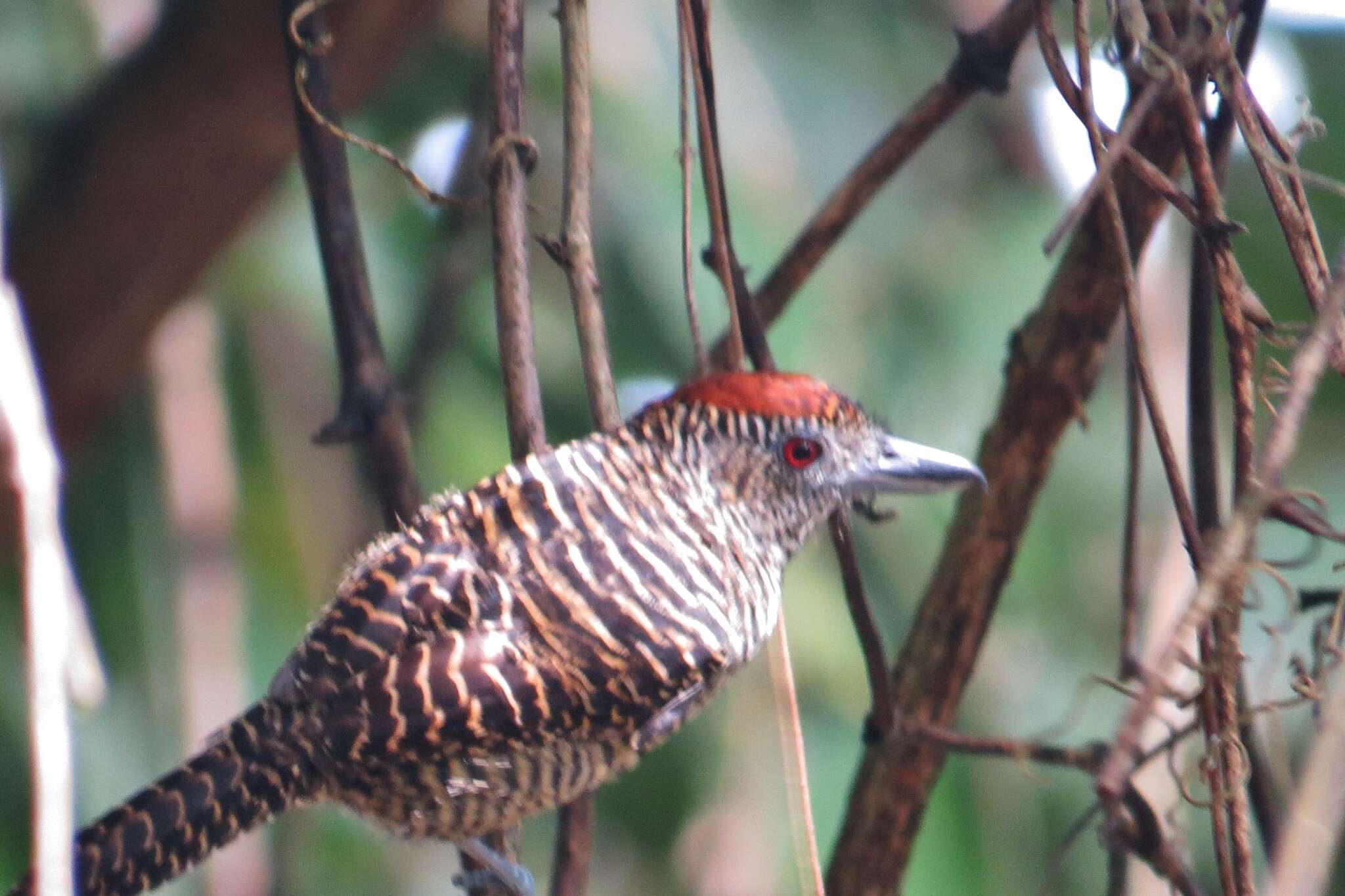 Image of Fasciated Antshrike