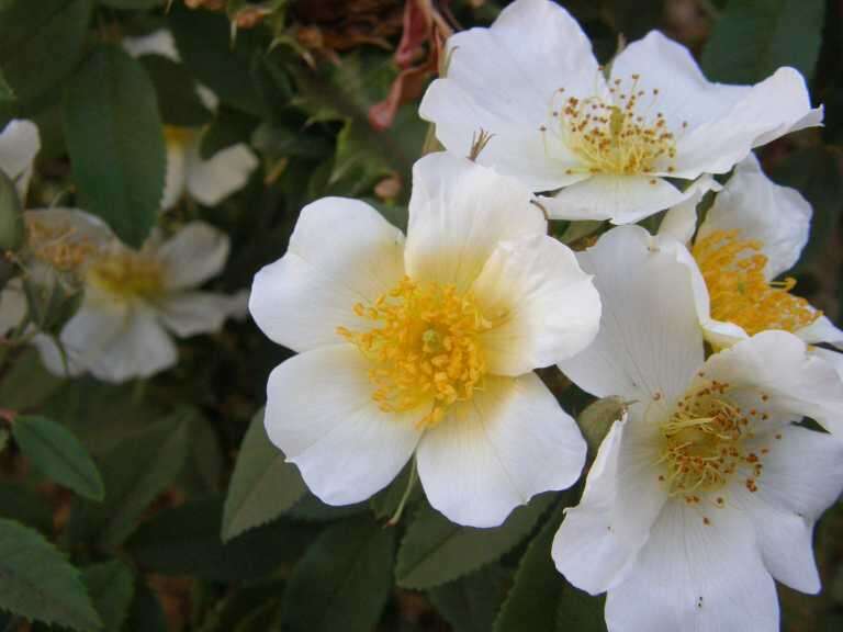 Image of Rosa abyssinica R. Br.