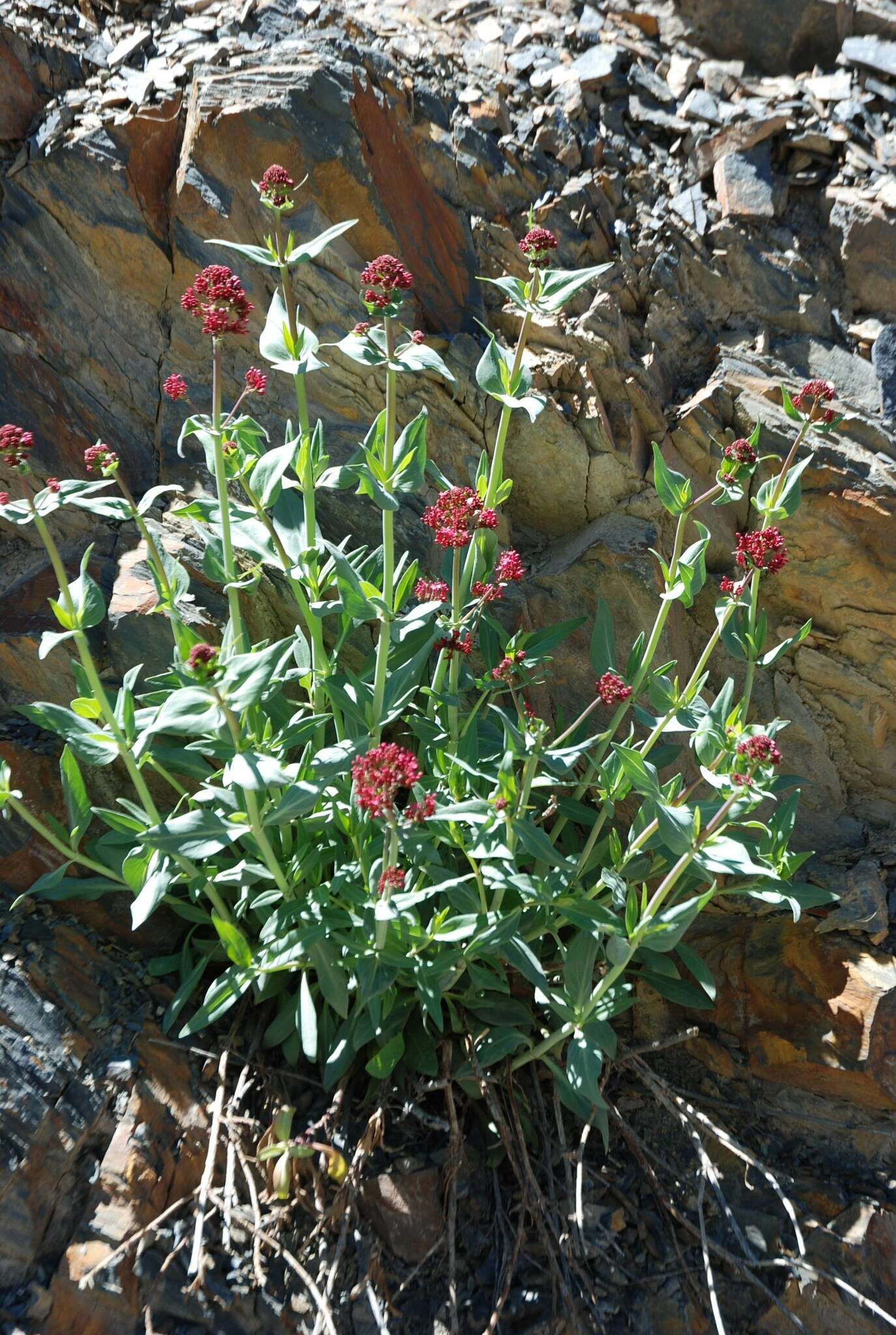Image of Centranthus ruber subsp. ruber