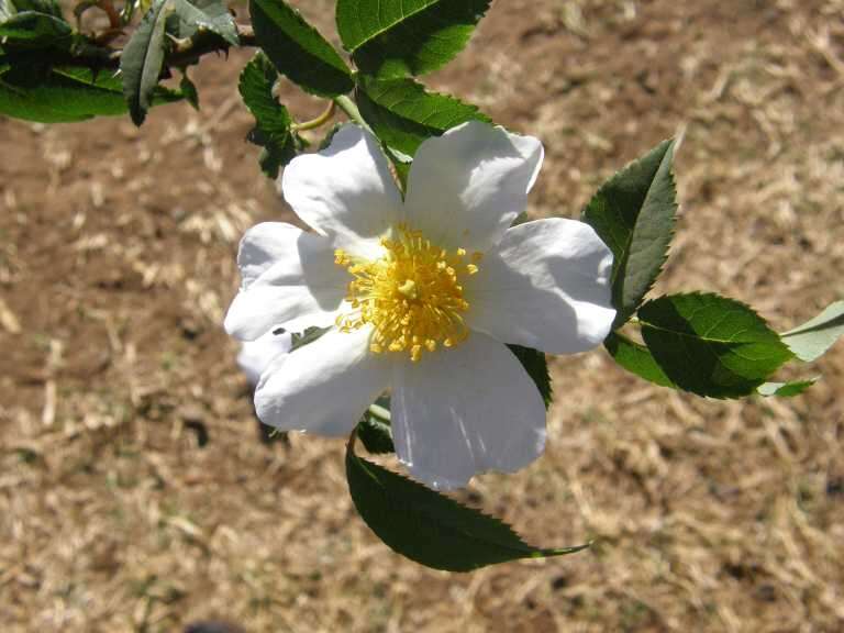 Sivun Rosa abyssinica R. Br. kuva