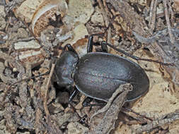 Image of Carabus (Procrustes) banonii Dejean 1829