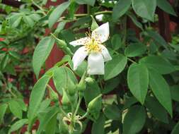 Image of Rosa abyssinica R. Br.