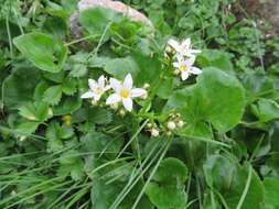 Image of Fauria crista-galli subsp. japonica (Franch.) Gillett