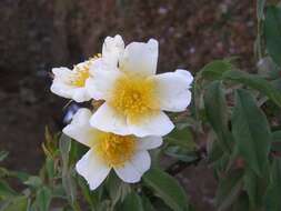 Image of Rosa abyssinica R. Br.