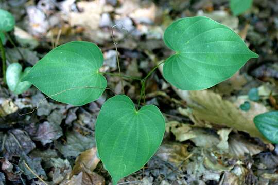 Image of wild yam