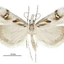 Image of beaked moss moth