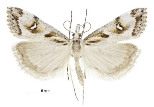 Image of beaked moss moth