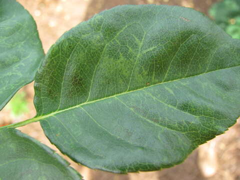 Image of Prunus necrotic ringspot virus