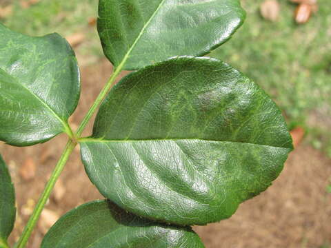 Image of Prunus necrotic ringspot virus