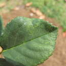 Image of Prunus necrotic ringspot virus