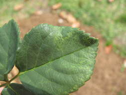 Image of Prunus necrotic ringspot virus