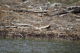 Image of Grisons, Honey Badger, Martens, Tayra, Weasels