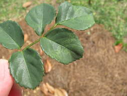 Image of Prunus necrotic ringspot virus