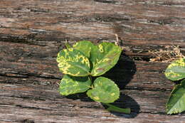 Image of Prunus necrotic ringspot virus