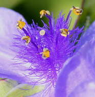 Слика од Tradescantia ohiensis Raf.