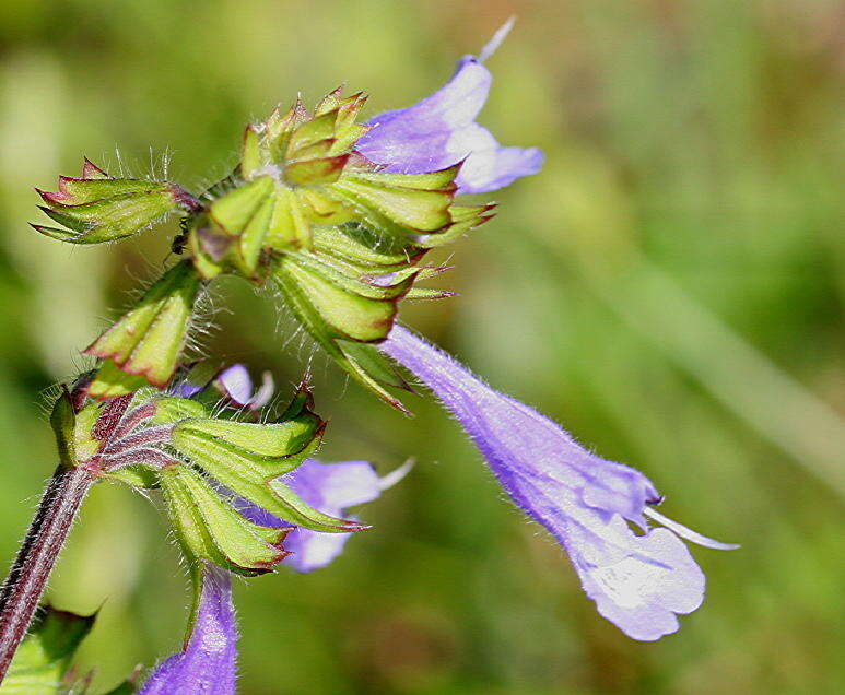 Imagem de Salvia lyrata L.