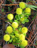 Image of candyroot