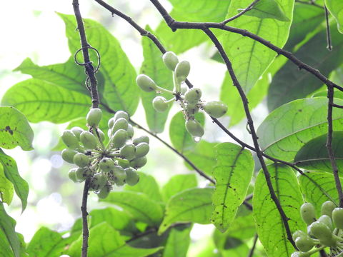 Image of custard-apple family