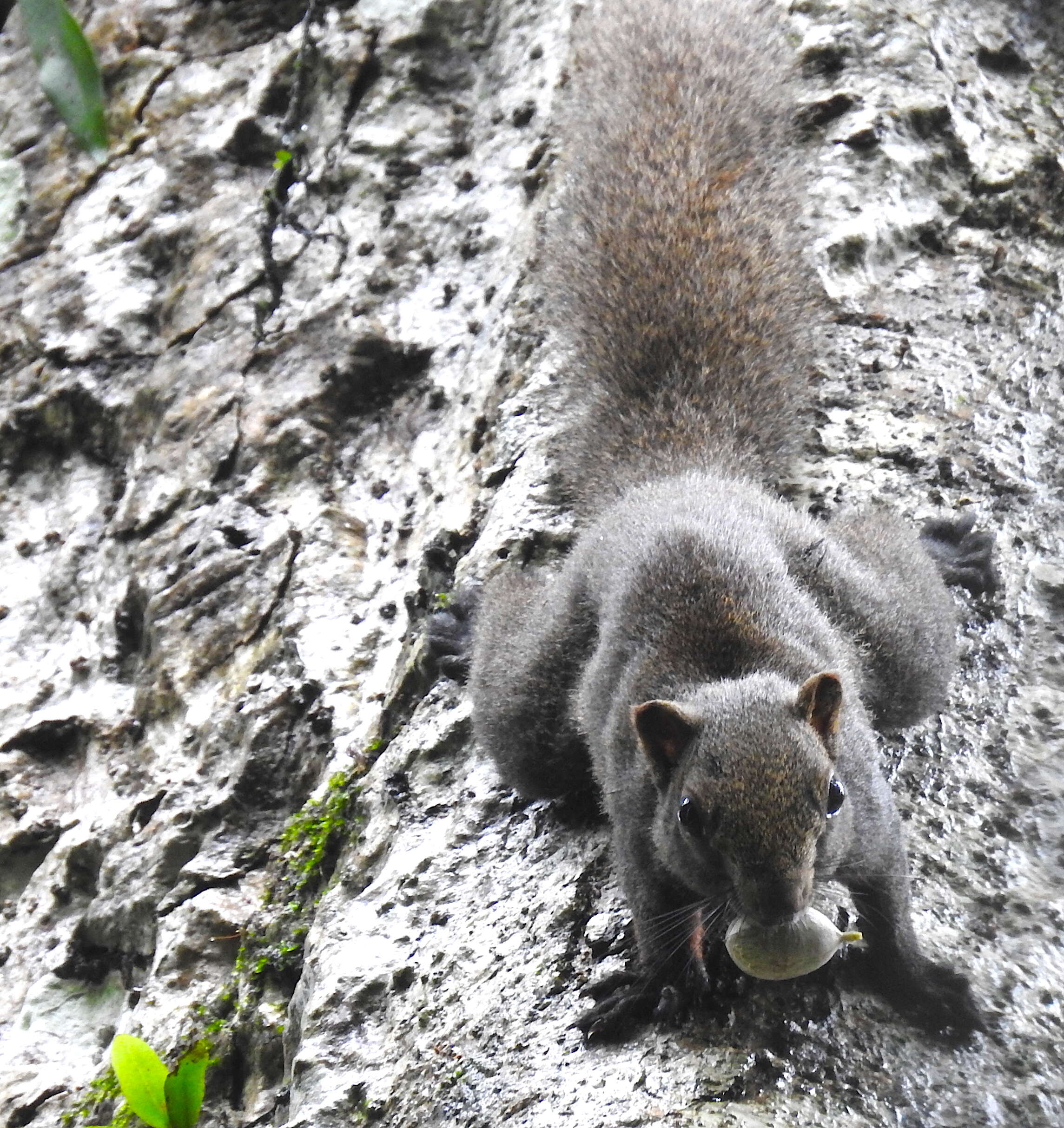 Image of Pallas's Squirrel