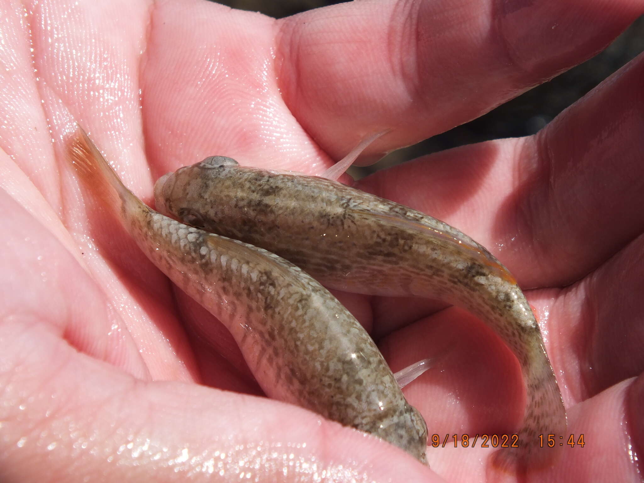 Image of Goldspotted killifish