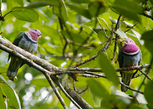 Image of Pink-headed Fruit Dove