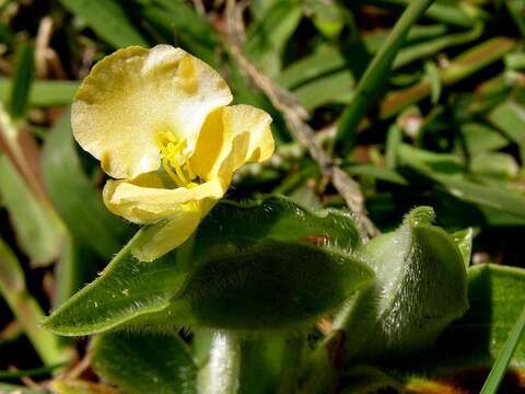 Image of Commelina africana var. krebsiana (Kunth) C. B. Clarke