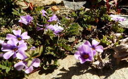 Imagem de Phlox richardsonii Hook.