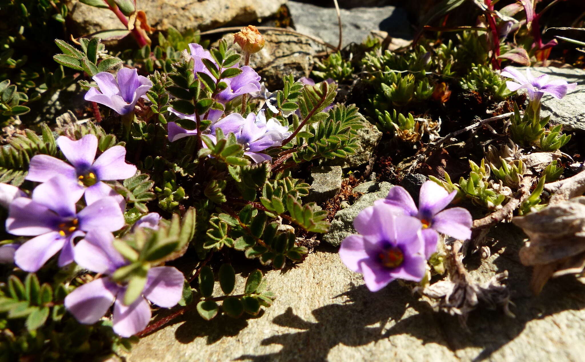 Imagem de Phlox richardsonii Hook.