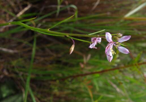 Image of Sieruela conrathii (Burtt Davy) Roalson & J. C. Hall